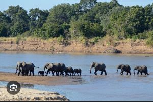 elephants in south luangwa park